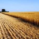 Commodity agricole: se la Russia insegue l’Ucraina