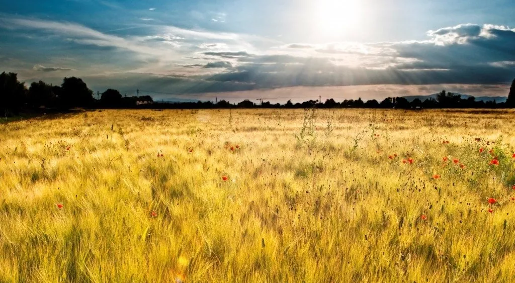 financialounge -  agricoltura italia redditività economica settore sanitario