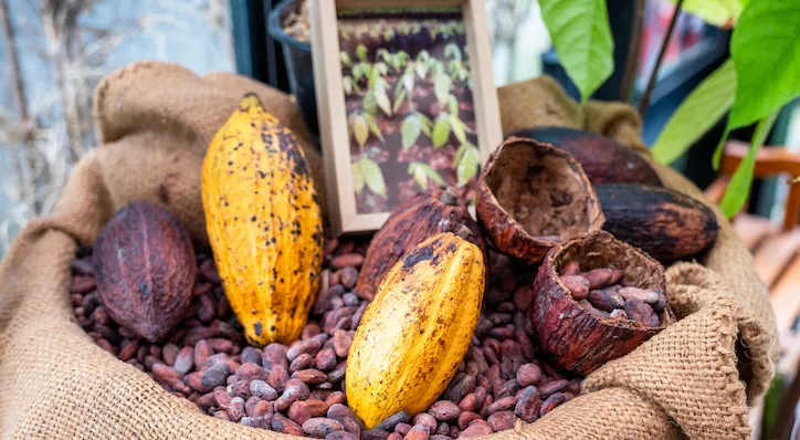 financialounge -  cacao commercio investimento Katherine Davidson Schroders