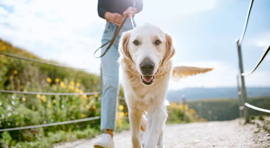 financialounge -  animali domestici farmaci Roberto Speranza salute spese mediche veterinari