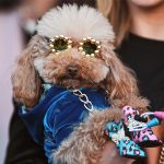 Debutta Pitti Pets, lusso a 4 zampe