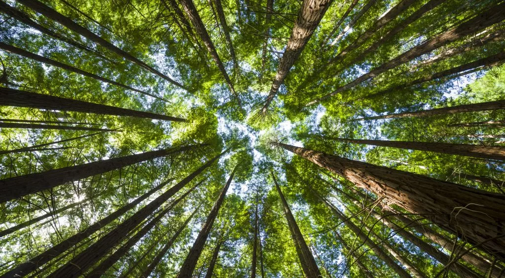 financialounge -  Allianz Global Investors deforestazione ESG Guirec Thouement mercati